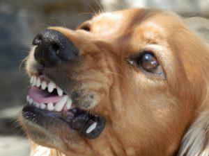 A close-up of a golden-brown dog, possibly growling or barking, highlights its shiny eyes and bared teeth in the sunlight. What to know: even gentle dogs can lead to dog bite accidents, a matter not uncommon in places like Washington D.C. Always stay cautious around unfamiliar animals.
