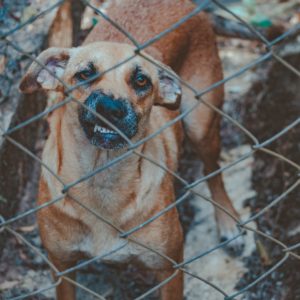dog behind chain link fence