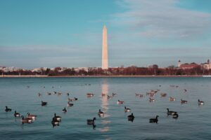 The image shows the Washington Monument reflecting in the water with numerous ducks and geese swimming on the surface. The sky is partially cloudy, and the monument stands prominently in the background against a cityscape, capturing a quintessential scene perfect for anyone visiting Washington D.C.
