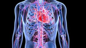 A digital illustration showing the upper human body with transparent skin, revealing the ribcage, spine, heart, and blood vessels in red and blue against a black background—depicting internal injuries from a car accident.
