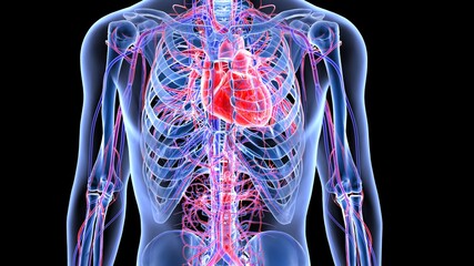 A digital illustration showing the upper human body with transparent skin, revealing the ribcage, spine, heart, and blood vessels in red and blue against a black background—depicting internal injuries from a car accident.